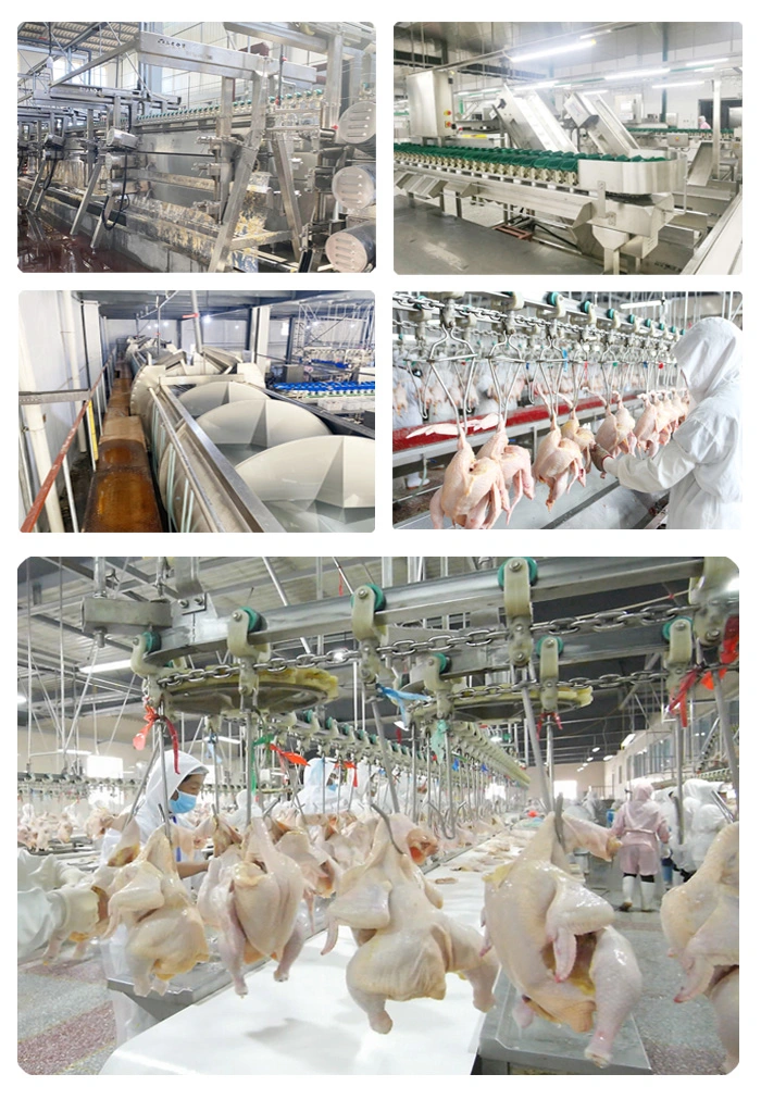 Poultry Slaughter Equipment for Poultry Chicken Abattoir