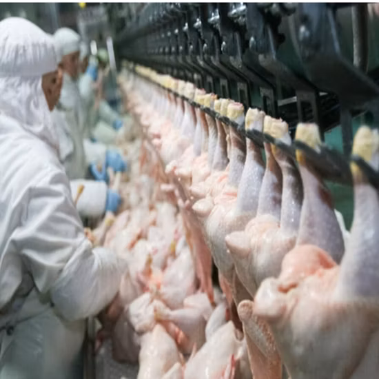 고품질 가금류 닭 도살장 도살 장비 라인 도살장 장비